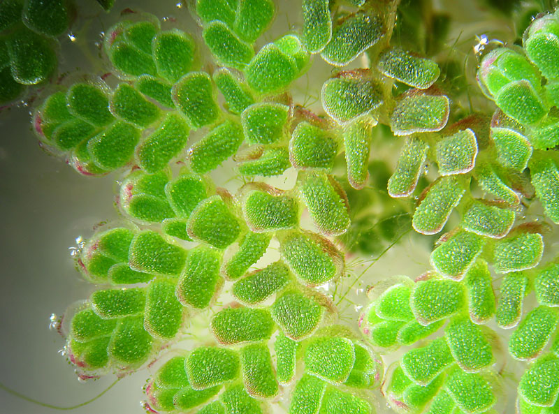 Briofita galleggiante?